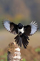 Magpie (Pica pica) landing on a stump. Bavaria, Germany, October.