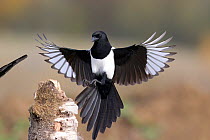 Magpie (Pica pica) alighting on a stump. Bavaria, Germany, October.