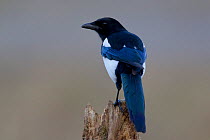 Magpie (Pica pica) perched on a stump. Bavaria, Germany, October.