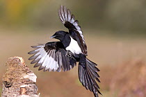 Magpie (Pica pica)flying in to land on a stump. Bavaria, Germany, October.