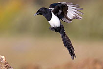 Magpie (Pica pica) just about to land. Bavaria, Germany, October.