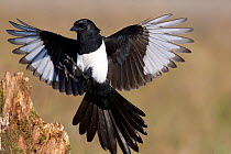Magpie (Pica pica) landing on a stump. Bavaria, Germany, October. Not available for ringtone/wallpaper use.