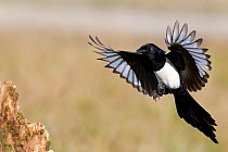 Magpie (Pica pica) landing on a stump. Bavaria, Germany, October.