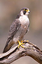 Peregrine Falcon (Falco peregrinus)  on a branch. Bavaria, Germany, May.