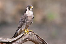 Peregrine Falcon (Falco peregrinus) perching on a branch. Bavaria, Germany, May.
