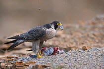 Peregrine Falcon (Falco peregrinus) feeding on a Rock Pigeon. Bavaria, Germany, May.