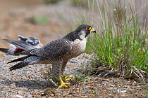 Peregrin Falcon (Falco peregrinus) with its prey of a Rock Pigeon in the background. Bavaria, Germany, May.