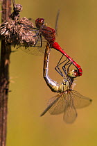 A pair of Ruddy Darter Dragonflies (Sympetrum sanguineum) forming a mating wheel. The male is red. Bavaria, Germany, August.