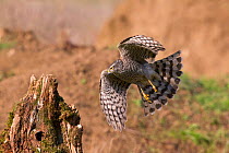 Sparrowhawk (Accipiter nisus) in flight. Bavaria, Germany, October.