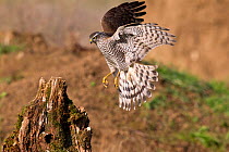 Sparrowhawk (Accipiter nisus) in hovering flight before landing on a stump. Bavaria, Germany, October.