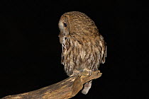 Tawny Owl (Strix aluco) perching with rodent prey in its beak. Bavaria, Germany, April.
