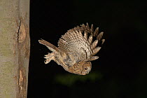Tawny Owl (Strix aluco) leaving its nesting hole. Bavaria, Germany, April.