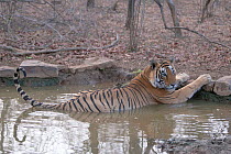 Male Tiger (Panthera tigris) resting in water. The lake area of Ranthambore National Park, India, April.