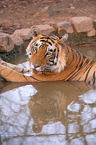 Male Bengal Tiger (Panthera tigris) resting in water. The lake area of Ranthambore National Park, India, April.