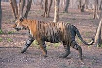 Male Tiger (Panthera tigris) walking through deciduous forest. The lake area of Ranthambore National Park, India, April.