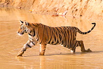 A young female Bengal Tiger (Panthera tigris) walking into water. Banghavgarh National Park, India, April.
