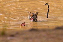 Young Tigress (Panthera tigris), 22 month, being frightened by a dead leaf. Banghavgarh National Park, India, April.