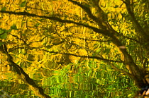 Oak (Quercus robur) and Alder (Alnus glutinosa) leaves reflected in pool to create a natural abstract. Herefordshire, England, November.