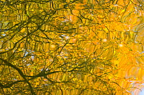 Oak (Quercus robur) and Goat Willow (Salix caprea) leaves reflected in pool to create a natural abstract. Herefordshire, England, November.