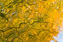 Oak (Quercus robur) and Goat Willow (Salix caprea) leaves reflected in pool to create a natural abstract. Herefordshire, England, November.