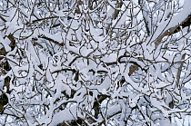 Ash (Fraxinus exclesior) tree twigs in the snow. Powys, Wales, December.