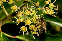 Honey Bee (Apis mellifera) pollinating Ivy (Hedera helix). Herefordshire, England, October.