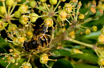 Male Dronefly (Eristalis tenax) on Ivy (Hedera helix). Herefordshire, England, October.
