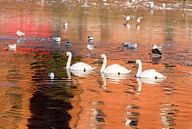 Mute Swans (Cygnus olor) swimming in icy waters with Black-headed Gulls (Larus ridibundus) and Coots (Fulica atra). The River Severn, Worcester, England, December 2010.