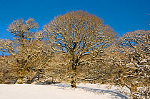 Sessile Oaks (Quercus petraea) in the snow. Ceredigion, Wales, December 2010.