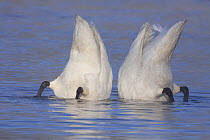 Trumpeter Swan (Cygnus buccinator) pair "bobbing" to feed. St. Croix River, Wisconsin, USA, February.