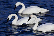 Trumpeter Swans (Cygnus buccinator) with heads up after dipping to feed in shallow waters. Mississippi River, Minnesota, USA, February.