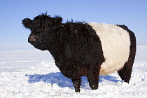 Belted Galloway Cow (Bos taurus) standing in snow-covered field. Belvidere, Illinois, USA, February.