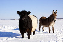 Belted Galloway Cow (Bos taurus) and Donkey (Equus asinus) standing in snow-covered field. Belvidere, Illinois, USA, February.