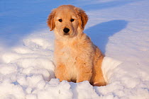 Golden Retriever puppy sitting in snow in late afternoon. Big Rock, Illinois, USA, February.