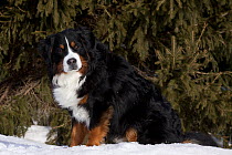 Bernese Mountain Dog sitting in snow by spruce tree. Elburn, Illinois, USA, February.