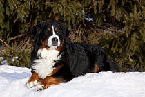Bernese Mountain Dog lying in snow by spruce tree. Elburn, Illinois, USA, February.