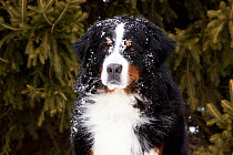 Portrait of Bernese Mountain Dog in snow by spruce tree. Elburn, Illinois, USA, February.