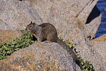 California Ground Squirrel (Spermophilus beecheyi) on rocks. Pacific Shore, Monterey Peninsula, California, USA, February.