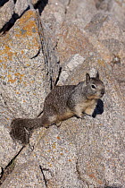 California Ground Squirrel (Spermophilus beecheyi) on rocks. Pacific Shore, Monterey Peninsula, California, USA, February.