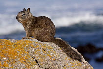California Ground Squirrel (Spermophilus beecheyi) sitting on a lichen-covered rock. Monterey Peninsula, California, USA, February.