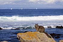 California Ground Squirrel (Spermophilus beecheyi) sitting on rocks in front of the ocean. Pacific shore, Monterey Peninsula, California, USA, February.