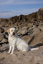 Yellow Labrador Retriever sitting on sand along rocky beach. Monterey Peninsula, California, USA, February.