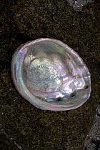 A Red Abalone (Haliotis rufescens) shell. California, USA, February.