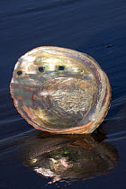 Red Abalone (Haliotis rufescens) shell interior showing nacreous mother of pearl. Santa Barbara, California, USA, February.