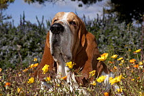 Portrait of a Basset Hound male in flowers. Goleta, California, USA, February.