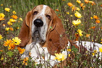 Portrait of Basset Hound male lying in a patch of flowers. Goleta, California, USA, February.