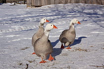 Three Domestic Geese (Pilgrim breed) on snow. LaFox, Illinois, USA, December.