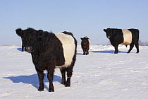 Belted Galloway Cow (Bos taurus) and calf and bull (far right) on snow-covered pasture. Belvidere, Illinois, USA, December.