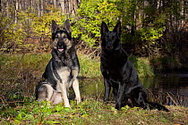 Pair of German Shepherd Dogs, sable-colored female and black male sitting by a stream. St. Charles, Illinois, USA, November.