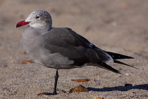 Heermann's Gull (Larus heermanni) adult in winter plumage standing on beach sands. Santa Barbara, California, USA, December.